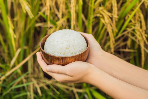 la main tient une tasse de riz bouilli dans une tasse en bois, dans le contexte d’un champ de riz mûr - 11244 photos et images de collection