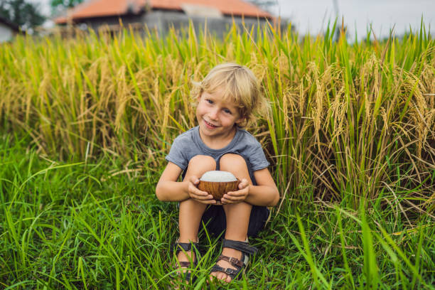 niño sostiene una taza de arroz hervido en una taza de madera en el fondo de un campo de arroz maduro. alimentos por concepto de los niños - 11305 fotografías e imágenes de stock