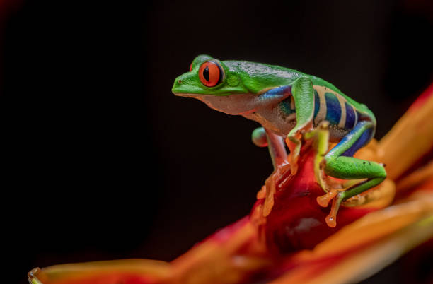 istock Red-eyed Tree Frog in Costa Rica 1126044079