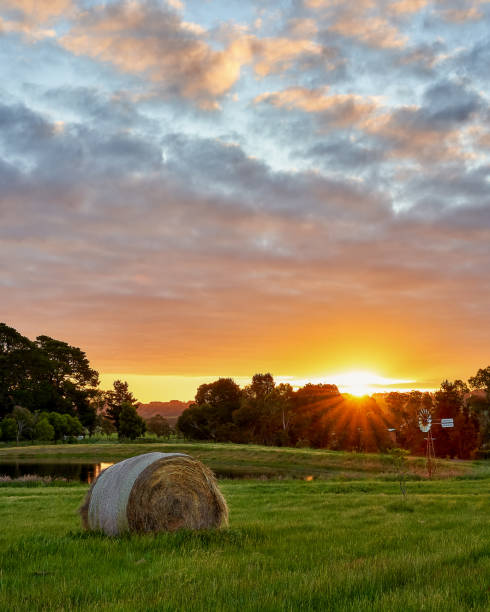 un pagliaio è illuminato da un bellissimo sole al tramonto vicino a melbourne, in australia - field vertical agriculture crop foto e immagini stock