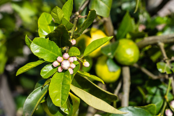 istock Fruit farming near Melbourne, Australia 1126045276