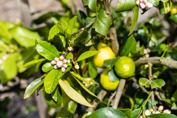 istock Fruit farming near Melbourne, Australia 1126045283