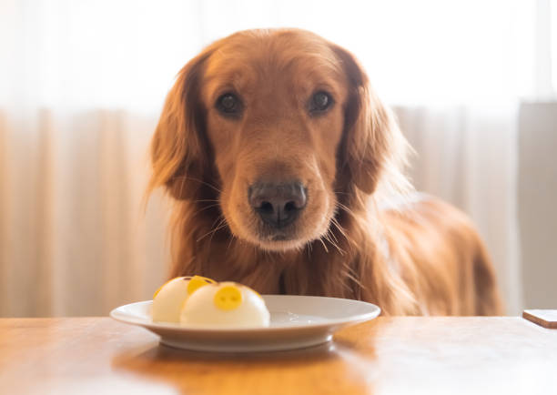 istock Golden retriever looking at food on the table 1126046146