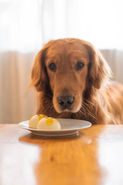 istock Golden retriever looking at food on the table 1126046147