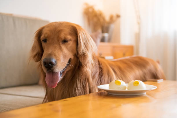 istock Golden retriever looking at food on the table 1126046148