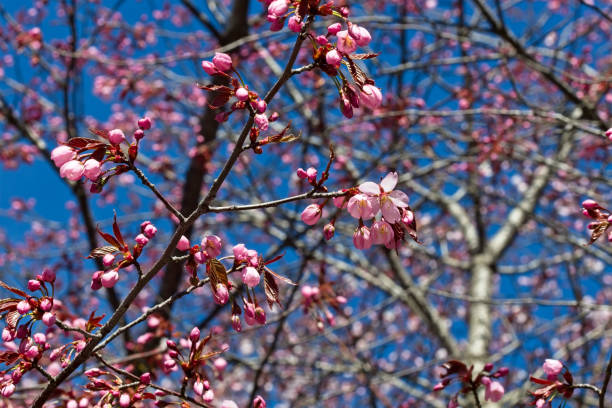 istock Prunus sargentii, Sargents cherry tree blossom 1126047488