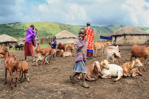 Arusha region - Tanzania / March 2016: Daily life of Masai people and their livestock in a village near Ngorongoro Crater