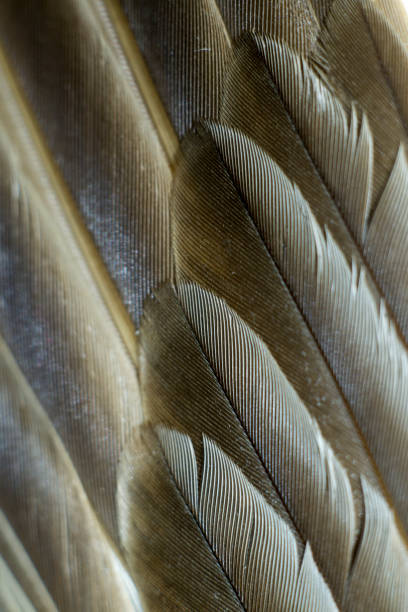 istock Closeup textured and surface of feather 1126052062