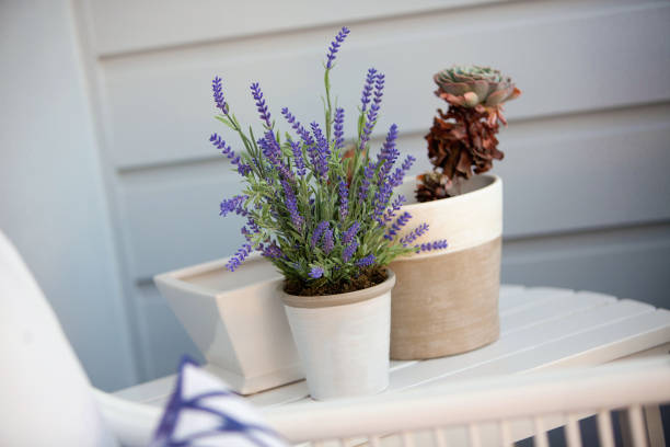 istock Decorative Lavender Pot Plant 1126052510