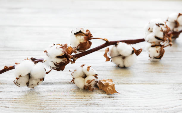 istock white cotton flowers 1126053332