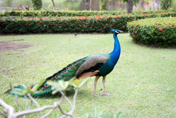 istock beautiful male peacock with feathers in park 1126054925