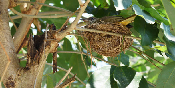 istock Bird in nest on tree with natural green background 1126054992