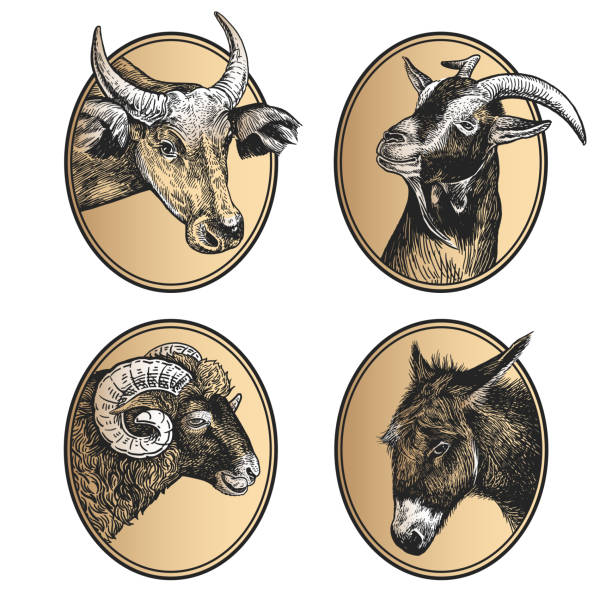 Set of icons. Farm animals cow, ram, goat, and donkey. Portraits of animals in frame. Set of icons. Farm animals. Livestock cow, ram, goat, and donkey. Print black and gold foil on white background. Vector illustration, sketch. Hand drawing. Vintage style ram animal stock illustrations