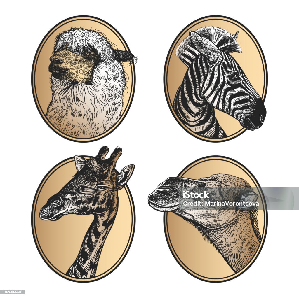 African mammals zebra, giraffe, llama, camel head close-up. Portraits of animals in frame set. Portraits of animals in frame. Set of icons. African mammals zebra, giraffe, llama, camel close-up. Print black and gold foil on white background. Vector illustration, sketch. Hand drawing. Vintage. Animal stock vector