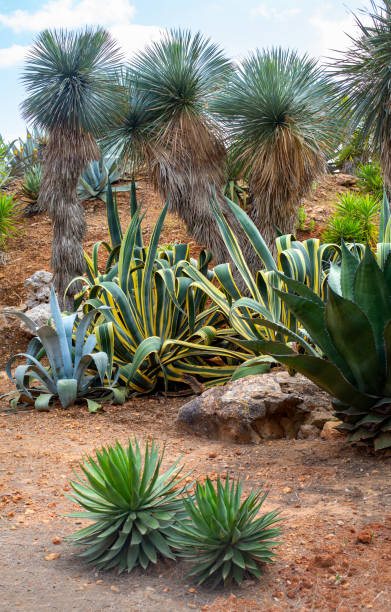 istock Beautiful cacti, palm trees and bushes 1126056073