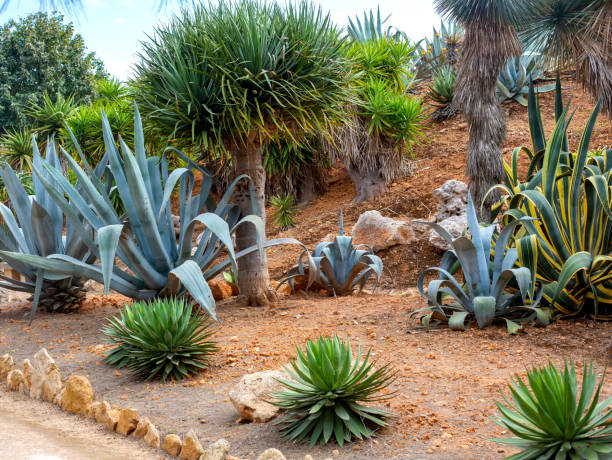 istock Beautiful cacti, palm trees and bushes 1126056076