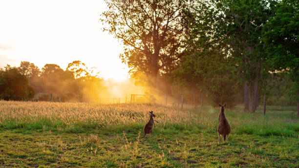 istock Kangaroos In A Golden Sunset 1126057112