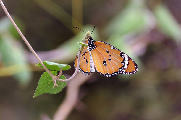 istock butterflies of india 1126057228