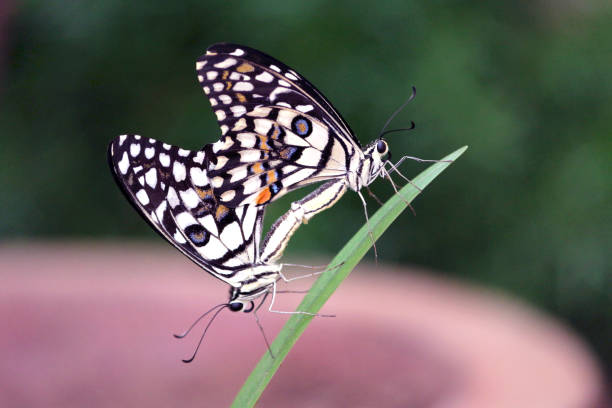 istock butterflies of india 1126057273