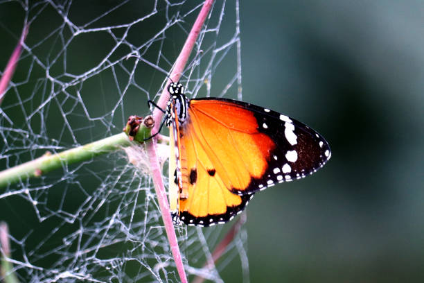 istock butterflies of india 1126057326