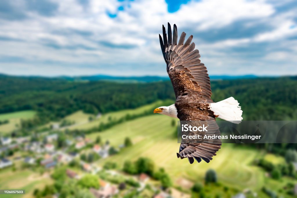 A bald eagle flies at high altitude in the sky and seeks prey. There are clouds in the sky but there is a clear view in the bright sun. A bald eagle flies at high altitude in the sky looking for prey. There are clouds in the sky but there is a clear view in bright sun. Eagle - Bird Stock Photo