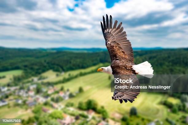 A Bald Eagle Flies At High Altitude In The Sky And Seeks Prey There Are Clouds In The Sky But There Is A Clear View In The Bright Sun Stock Photo - Download Image Now