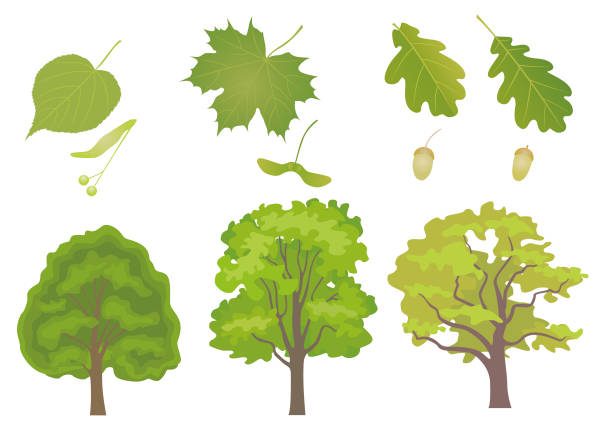 drzewa liściaste - tree isolated maple tree green stock illustrations
