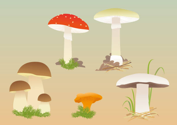 ilustrações, clipart, desenhos animados e ícones de cogumelos - mushroom edible mushroom red botany