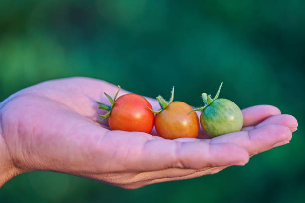 close up lady holding tomato