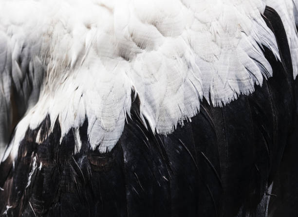 istock Bird Feature close up Animal Wing Nature Background 1126063494