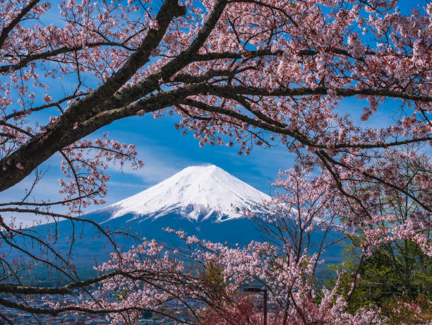 istock Mountain Fuji Sakura cherry blossom Japan spring season 1126063588