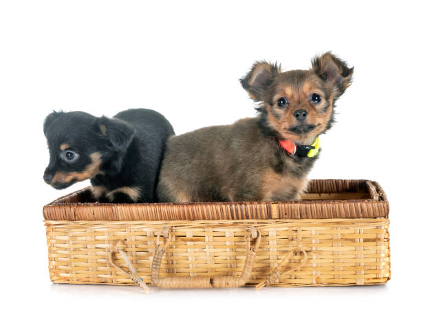 puppies Russkiy Toy puppies Russkiy Toy in front of white background russkiy toy stock pictures, royalty-free photos & images