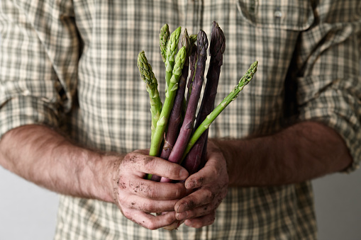 Man in plaid shirt holding fresh seasonal asparagus in dirty hands at local farmers market. Gardening, farming and natural food concept