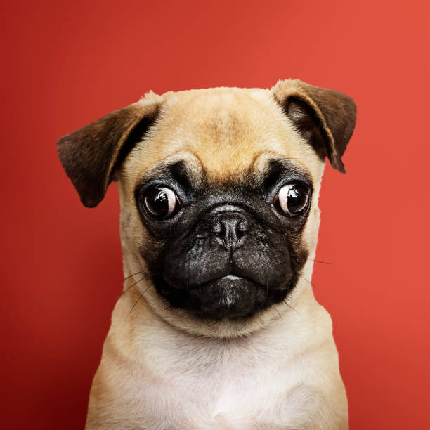 istock Adorable Pug puppy solo portrait 1126066269