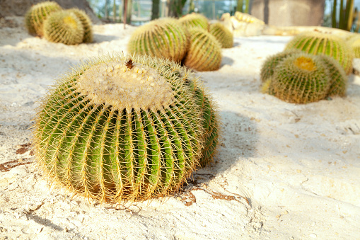 desert plant, cactus