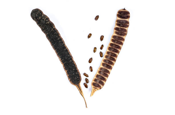 istock Seed Golden shower Close up 1126067123