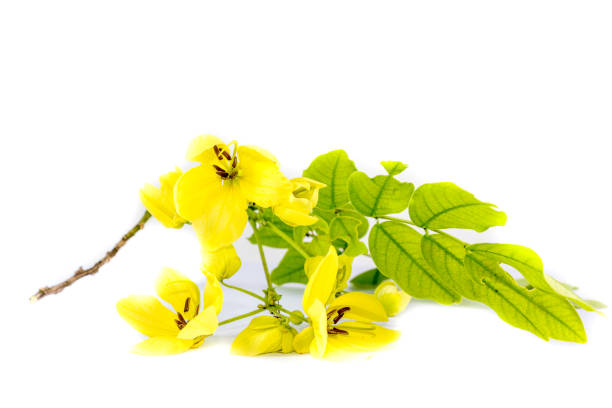 istock Flower Golden shower Close up 1126067466