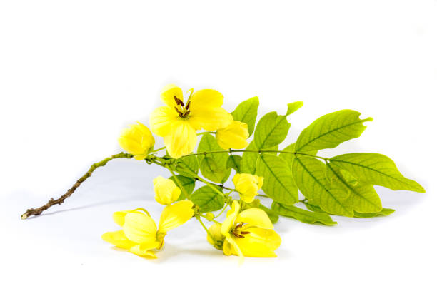 istock Flower Golden shower Close up 1126067470