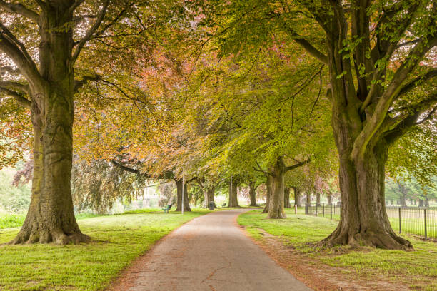 istock Tree lined path in Bishop's Meadow, Hereford, Herefordshire, England, UK 1126067534
