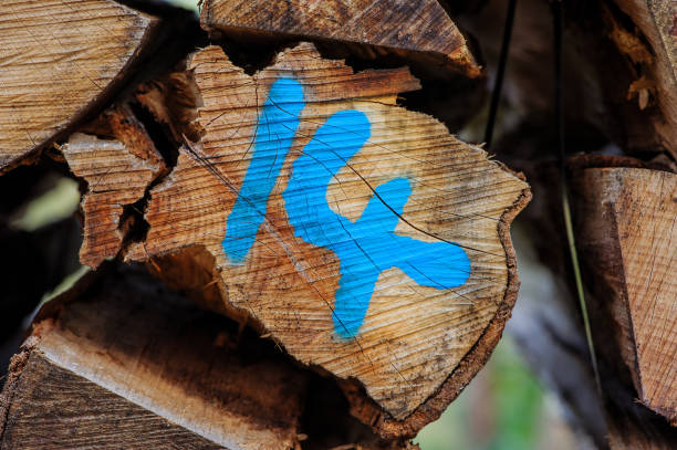 Logs of wood chopped in the wood, marked number 14