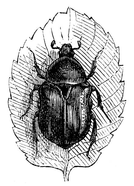 Cetonia aurata, called the rose chafer or the green rose chafer Illustration of a Cetonia aurata, called the rose chafer or the green rose chafer rose chafer cetonia aurata stock illustrations
