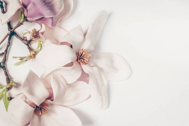 istock A beautiful blooming magnolia on the white background, copy space. The beginning of spring 1126069122