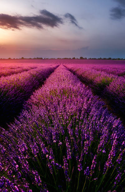 istock Field of lavender 1126069553