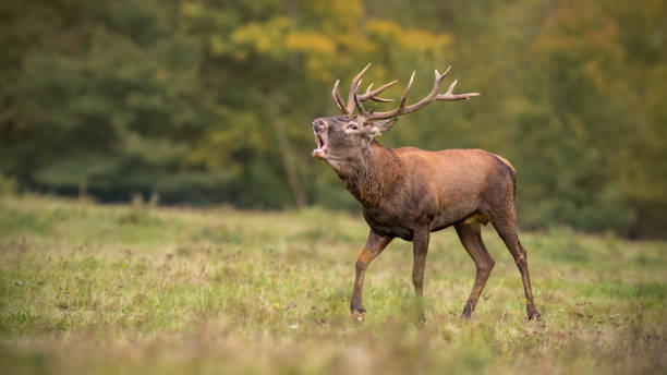 istock Red deer, cervus elaphus, stag roaring during rutting season in autumn. 1126070861