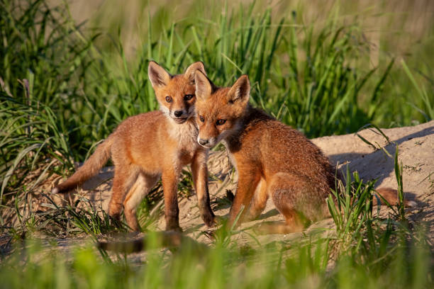 Red fox, vulpes vulpes, small young cubs near den playing.