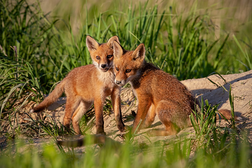 Red fox, vulpes vulpes, small young cubs near den playing. Cute little wild predators in natural environment. Brotherhood of animals in wilderness.