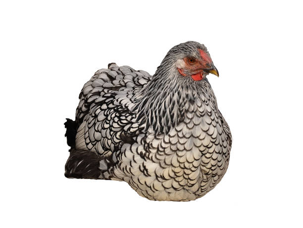 istock Wyandotte chicken isolated on white 1126071906