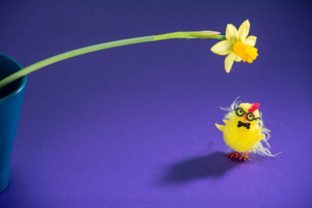 istock Daffodil and little chick on violet background. 1126072403