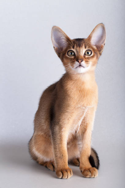 istock An little abyssinian ruddy cat, kitty on a gray background. 1126072829