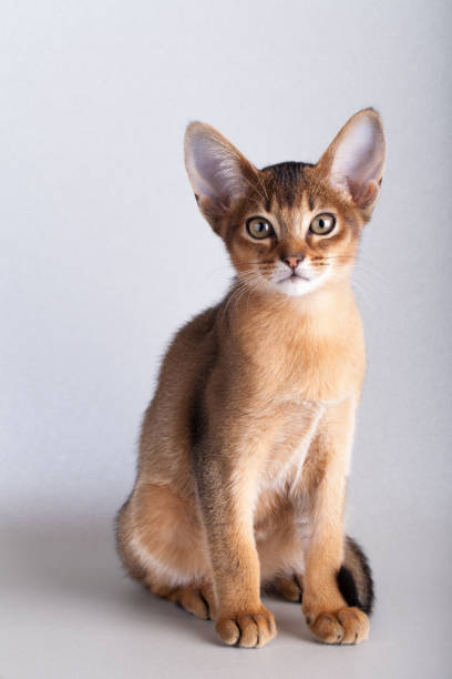 istock An little abyssinian ruddy cat, kitty on a gray background. 1126072846